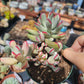 Imported Cotyledon orbiculata variegated long leaf