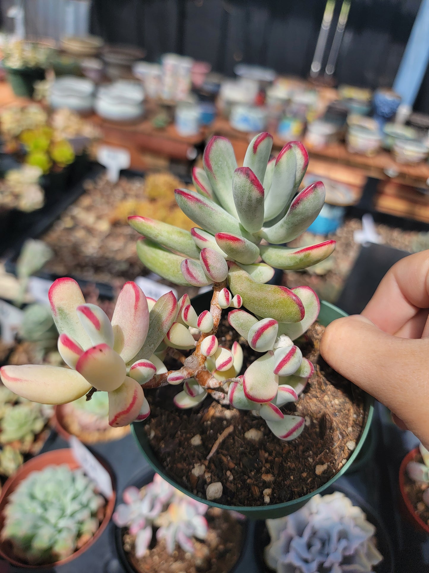 Imported Cotyledon orbiculata variegated long leaf