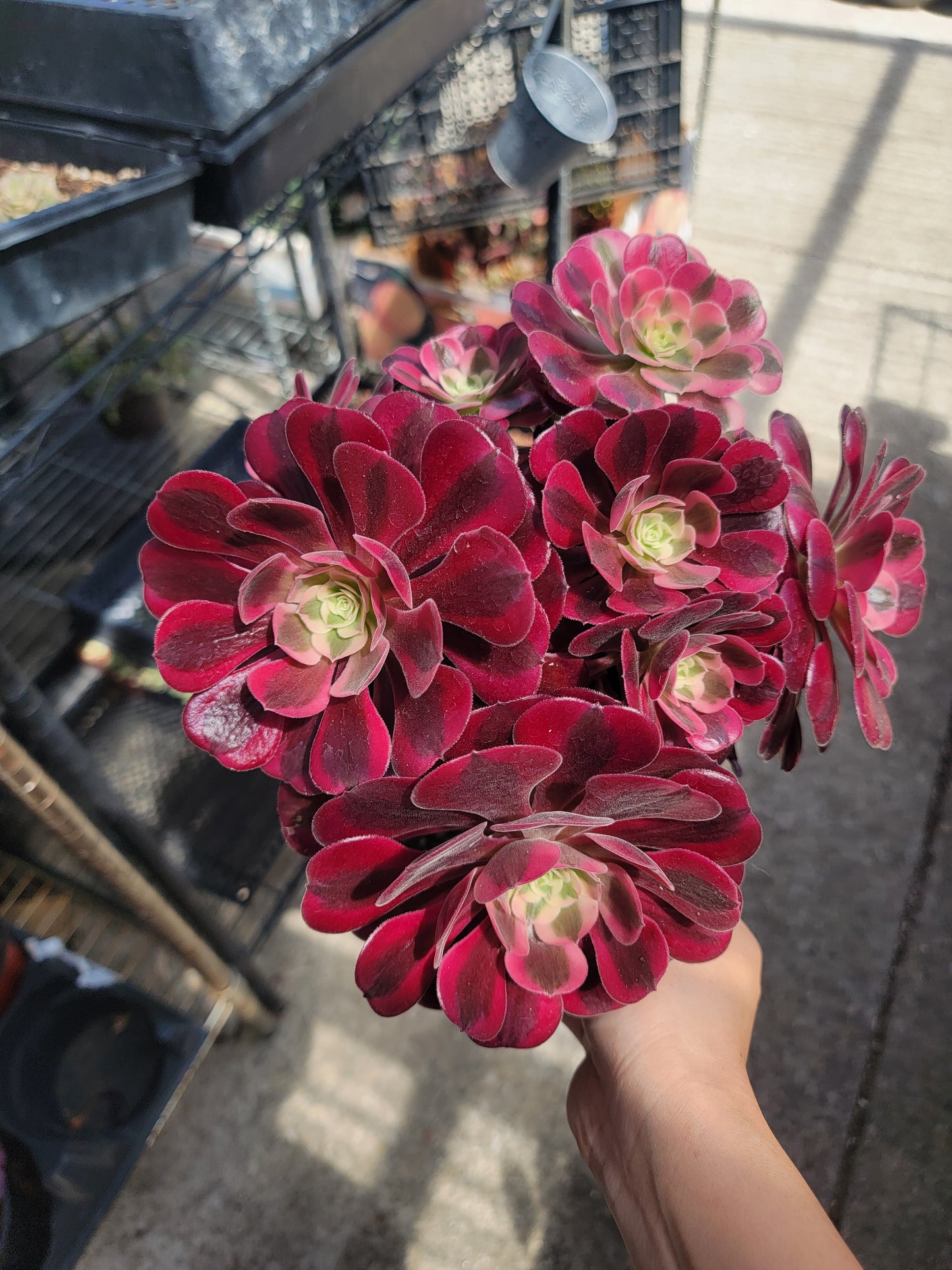 Imported Medusa cluster