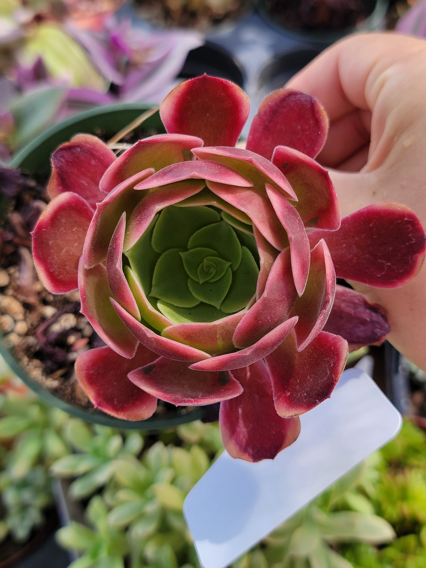 Imported Super bang aeonium succulent