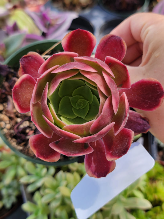 Imported Super bang aeonium succulent