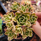 Imported sweet tea aeonium succulent