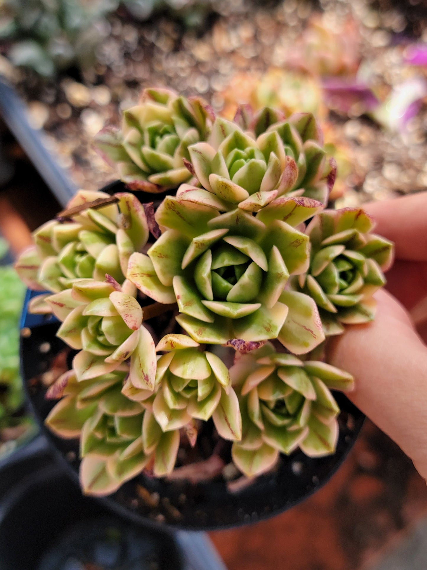 Imported sweet tea aeonium succulent