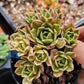 Imported sweet tea aeonium succulent