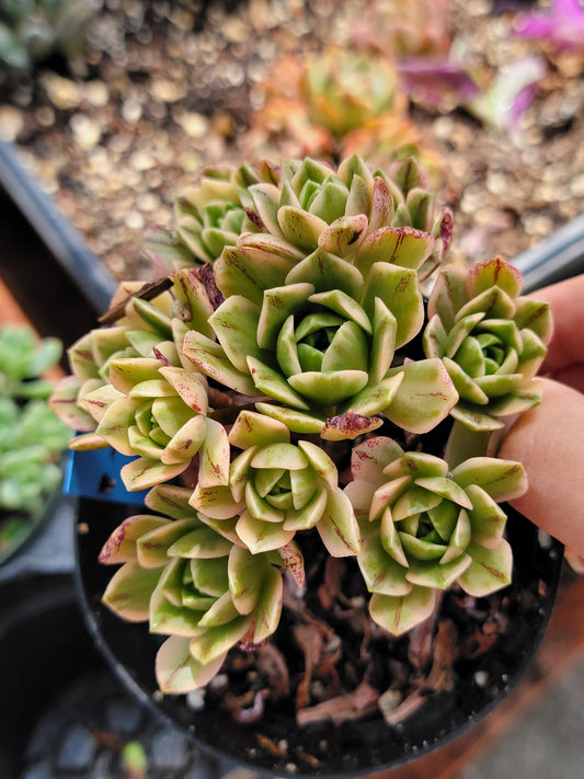 Imported sweet tea aeonium succulent