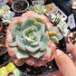 Imported Raindrops succulent ( color in a bit green)