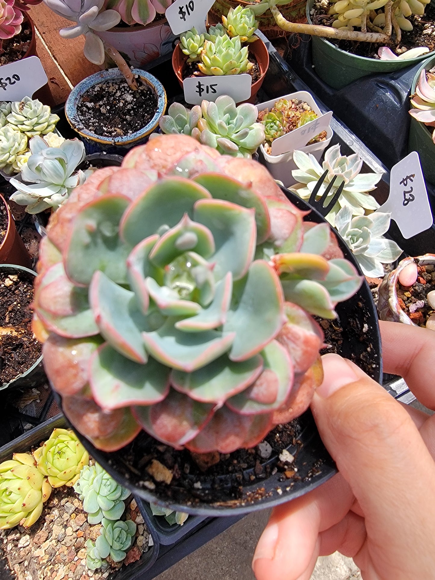 Imported Raindrops succulent ( color in a bit green)