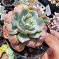 Imported Raindrops succulent ( color in a bit green)