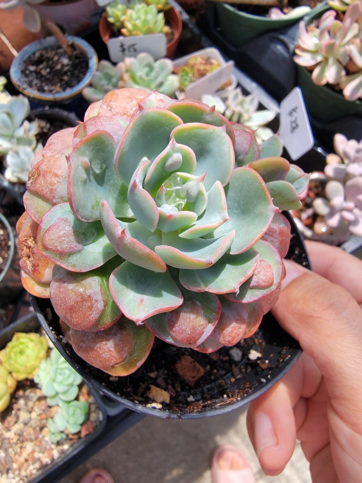 Imported Raindrops succulent ( color in a bit green)