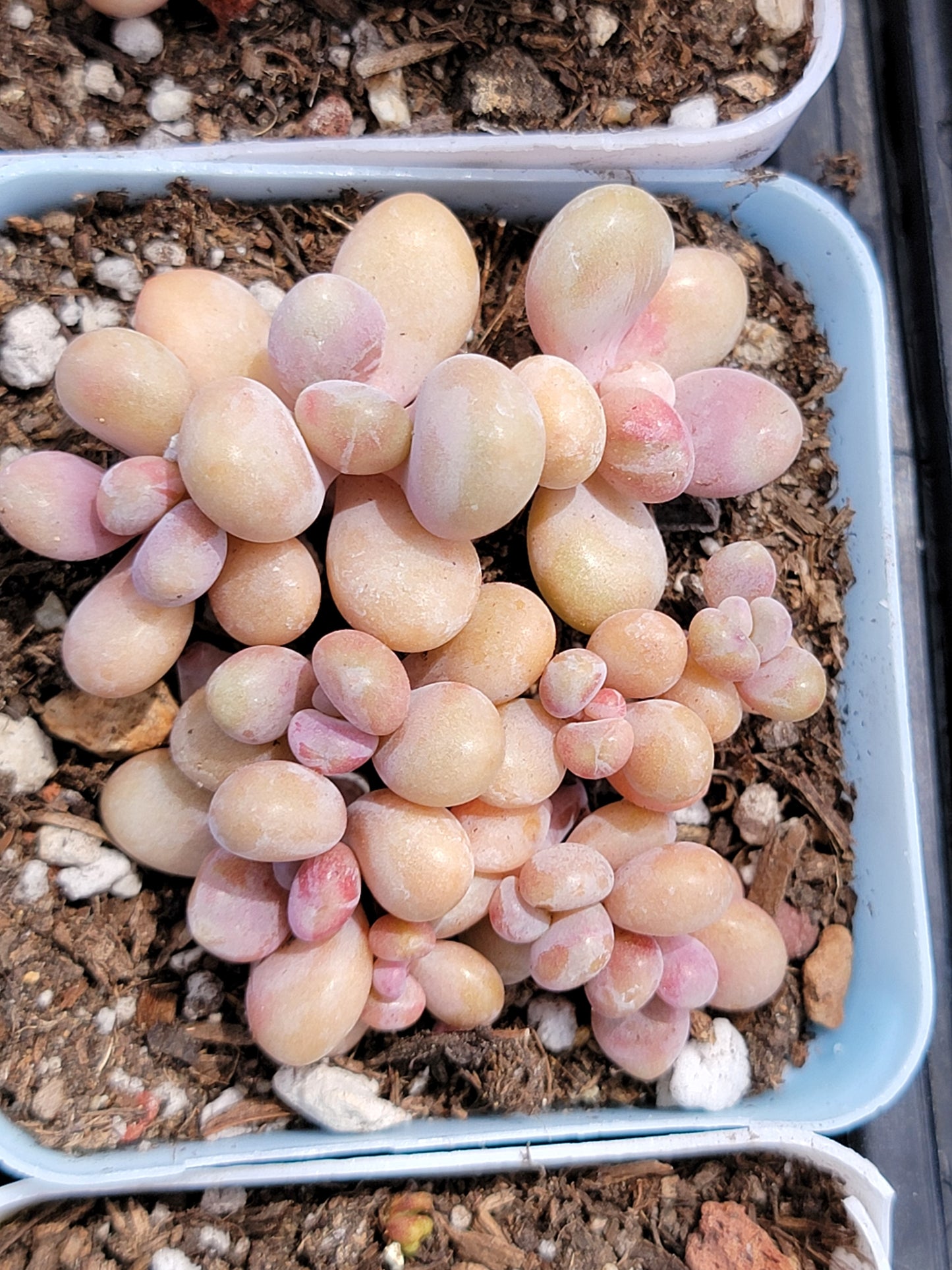 Imported moonstone succulent