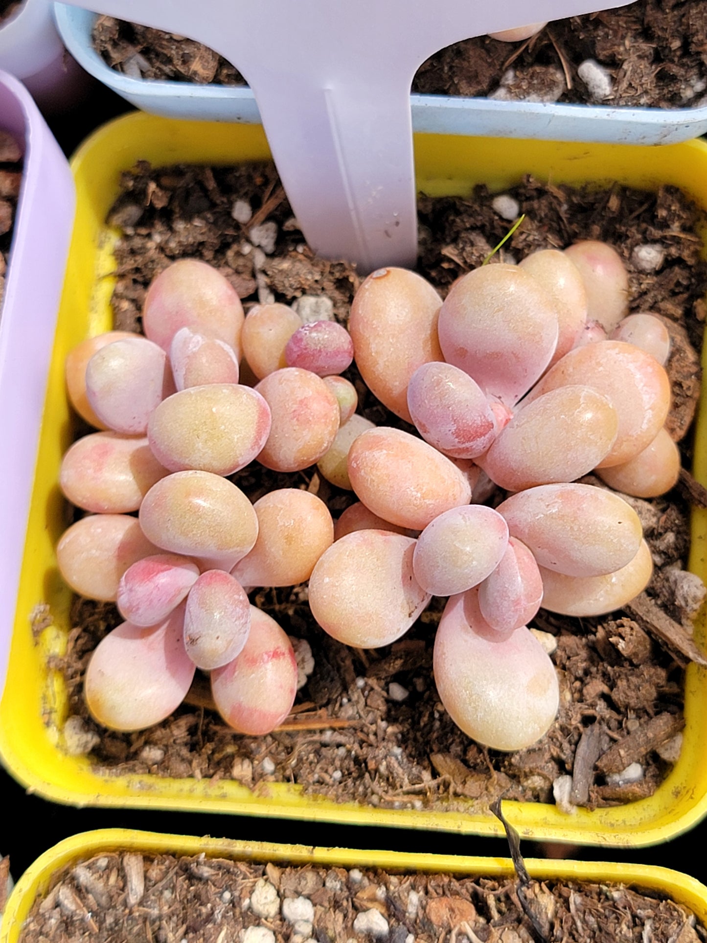 Imported moonstone succulent