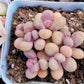 Imported moonstone succulent