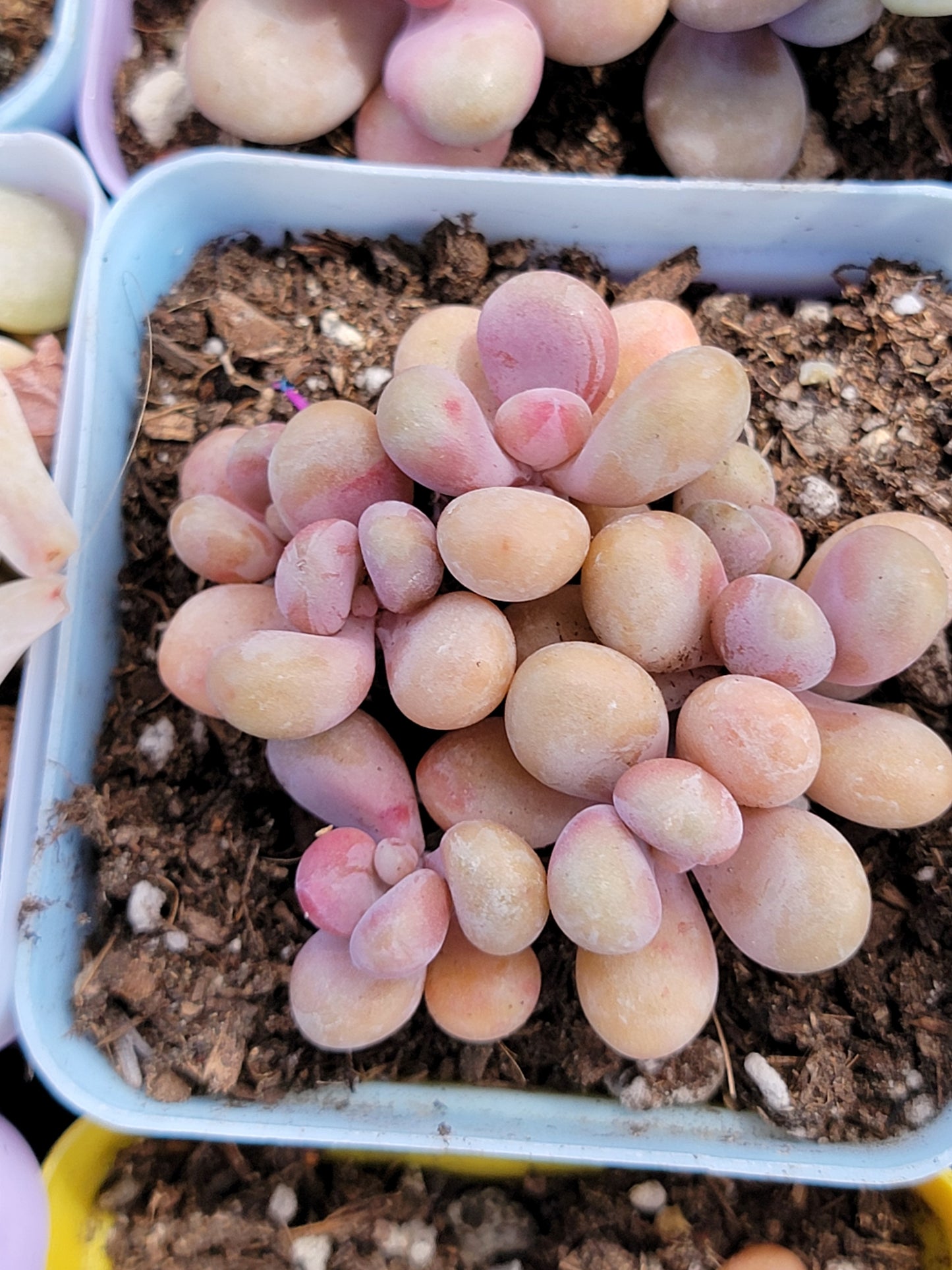 Imported moonstone succulent