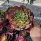 Imported Hong Yan aeonium