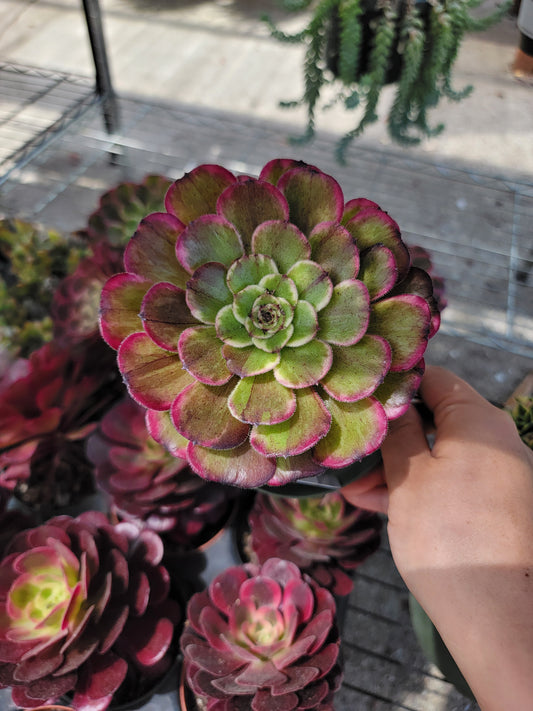 Imported Hong Yan aeonium