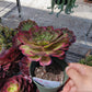 Imported Hong Yan aeonium