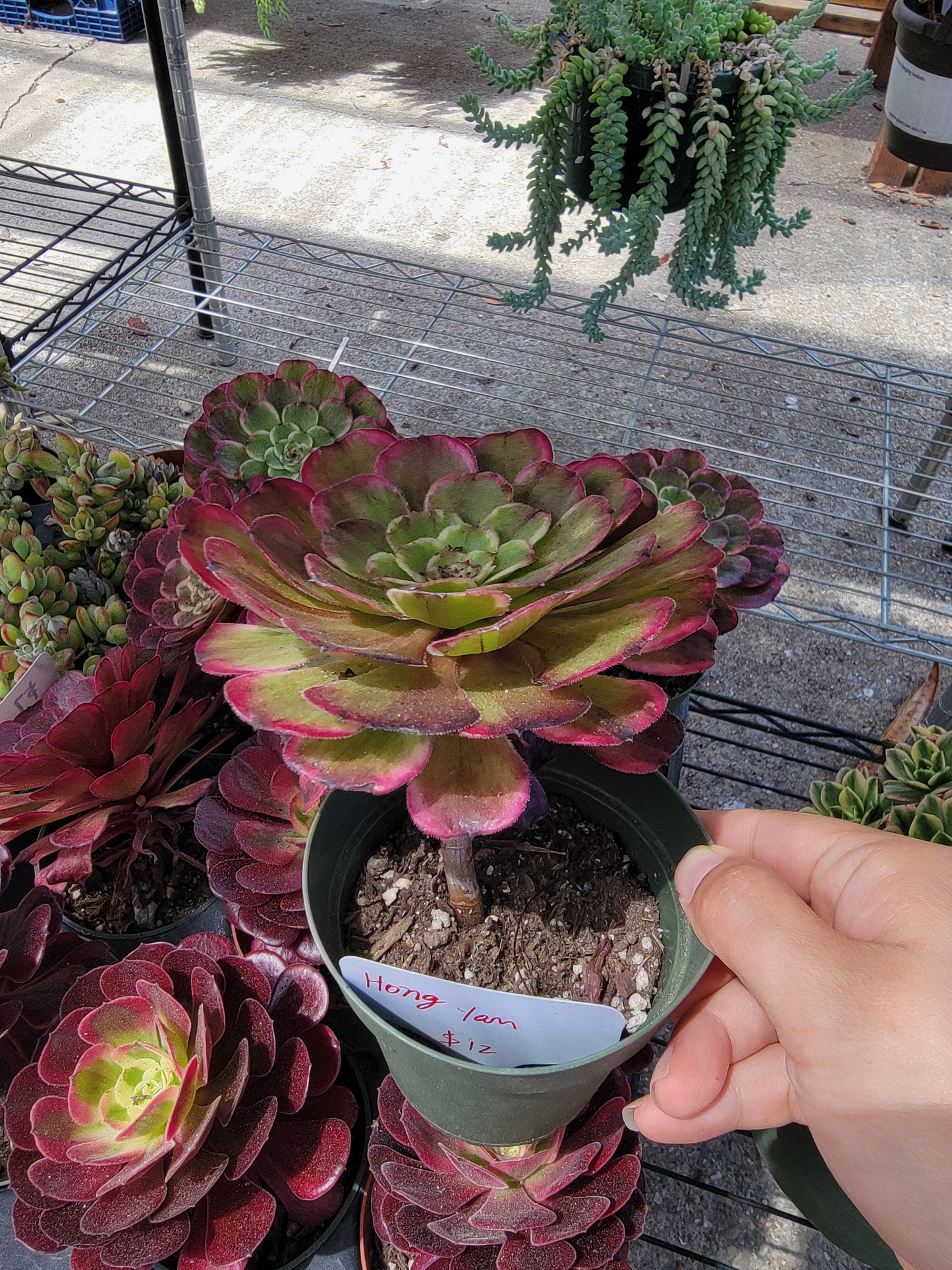 Imported Hong Yan aeonium