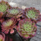 Imported Hong Yan aeonium