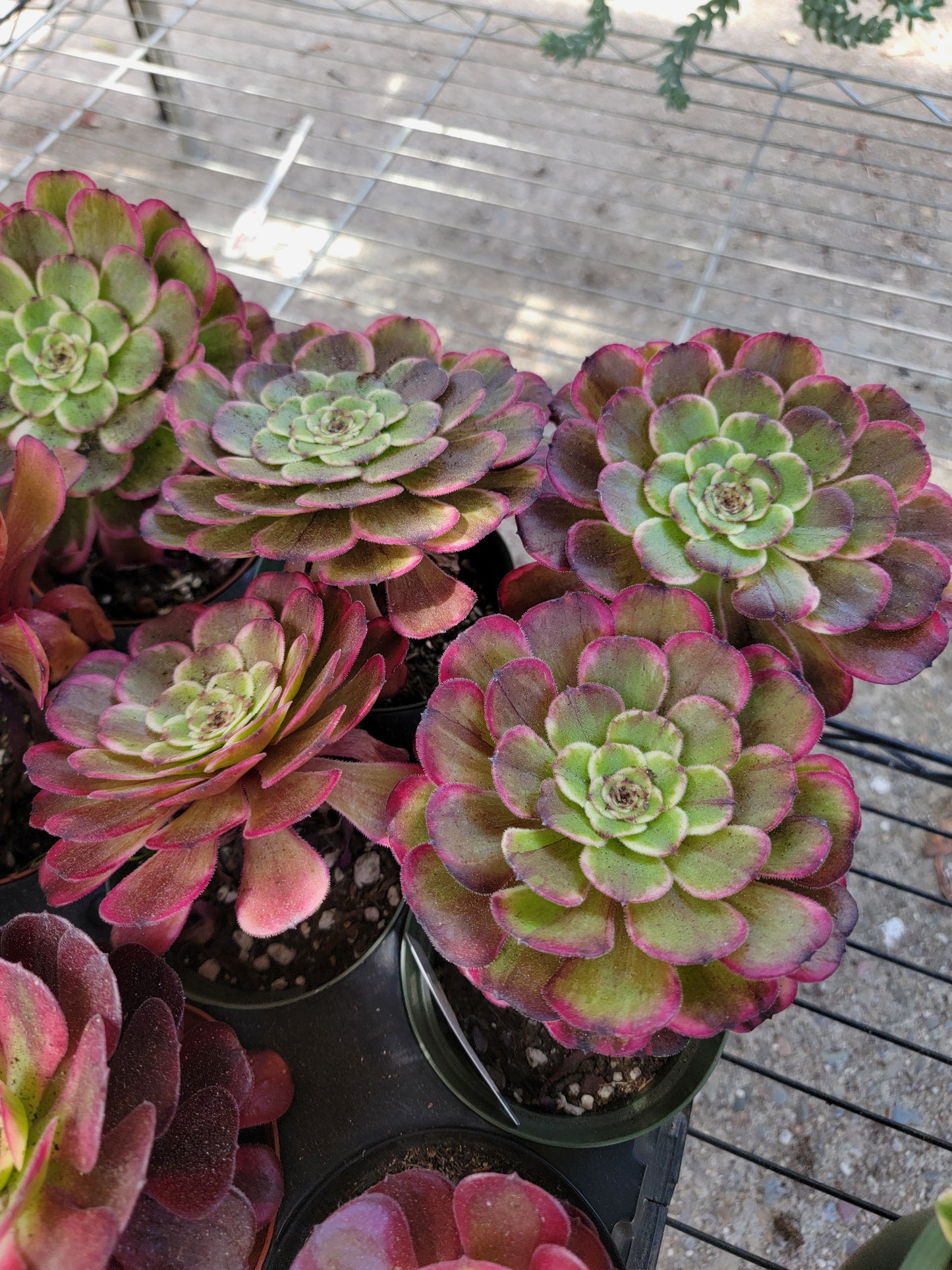 Imported Hong Yan aeonium