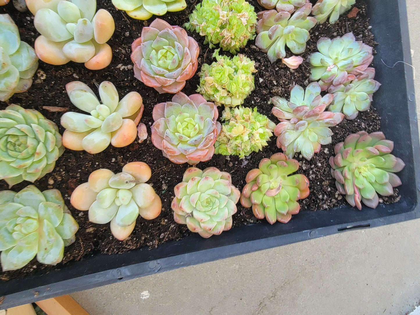 Imported 5 pcs imported succulent