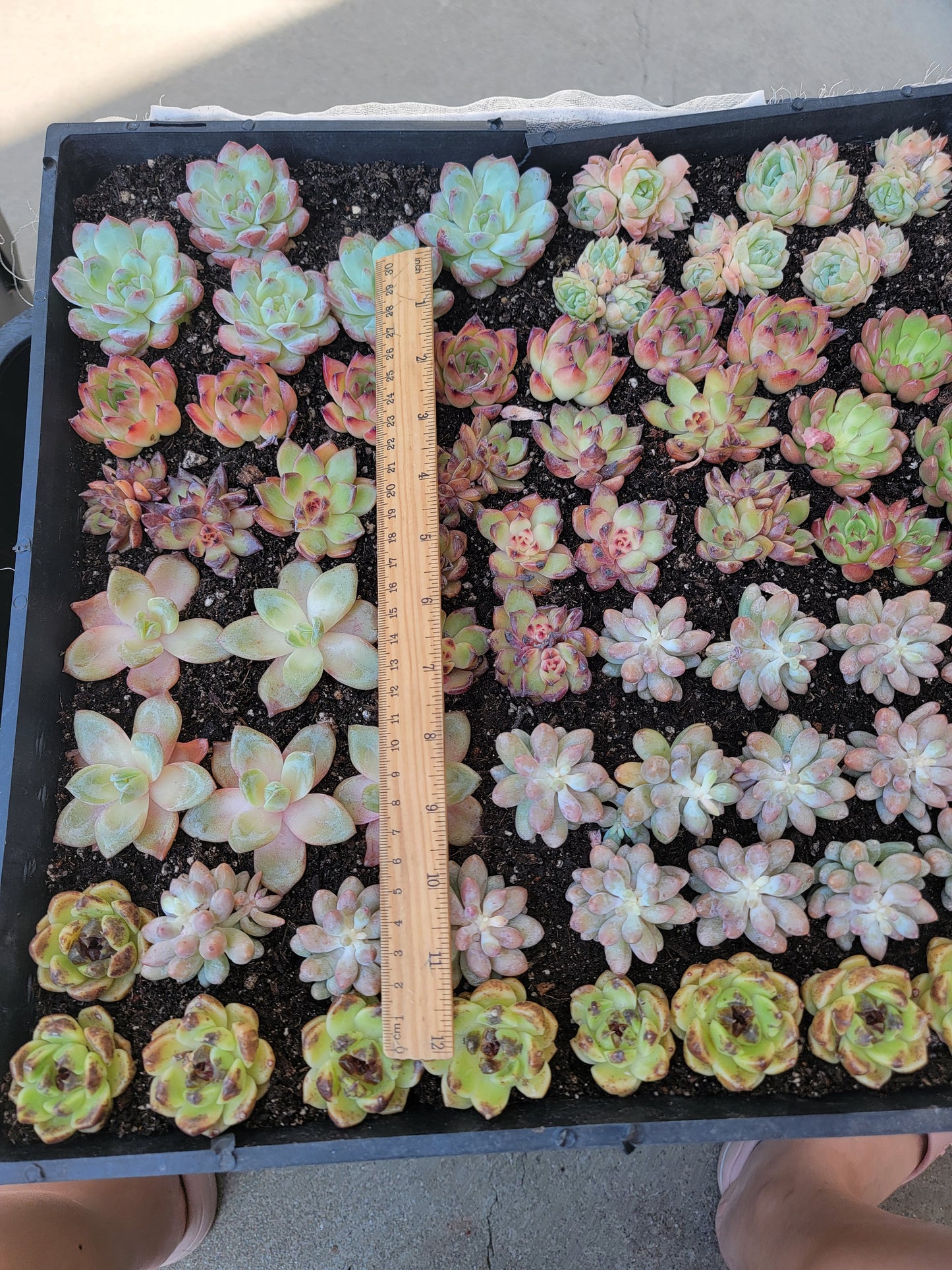 Imported 5 pcs imported succulent