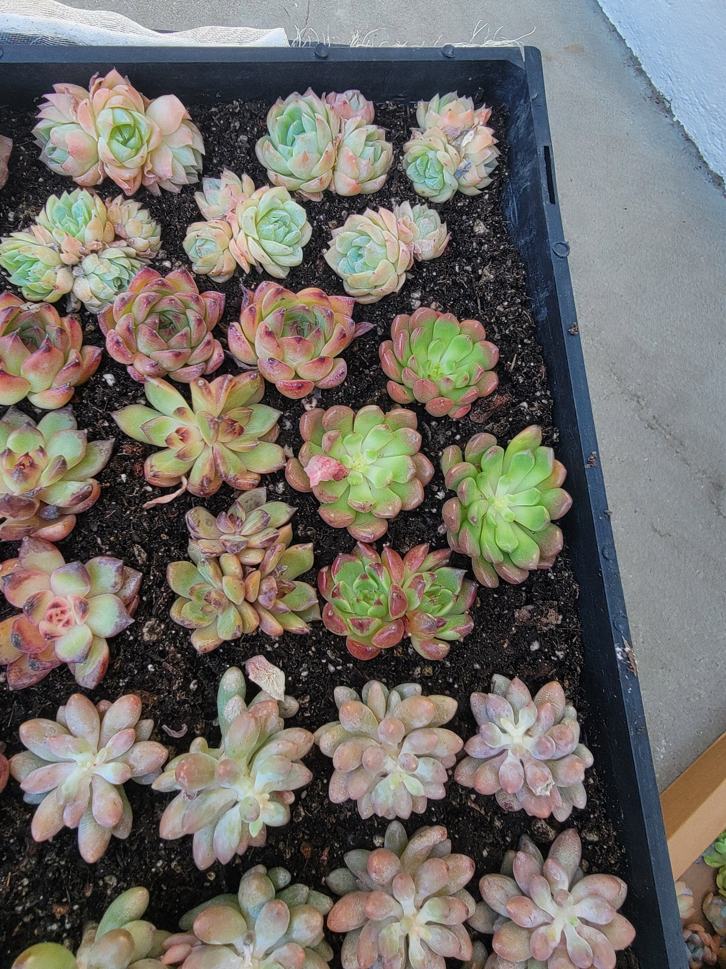 Imported 5 pcs imported succulent