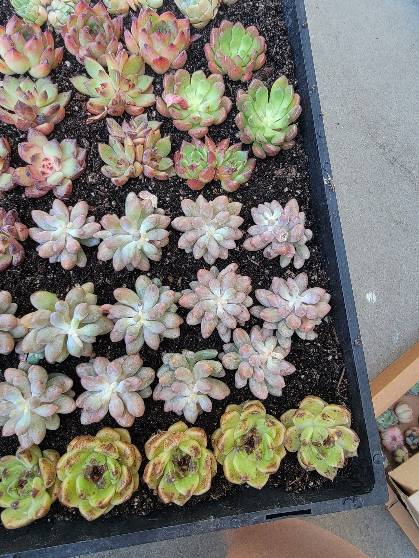 Imported 5 pcs imported succulent