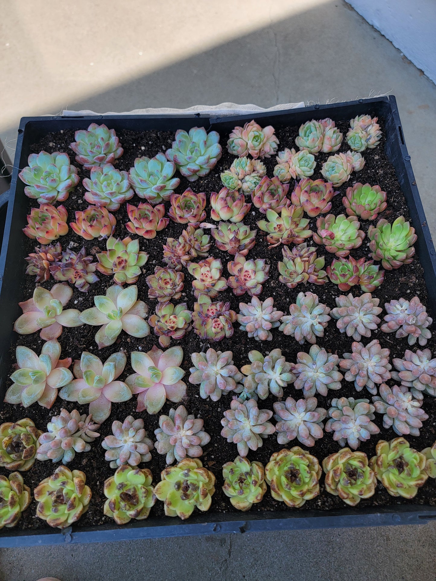 Imported 5 pcs imported succulent