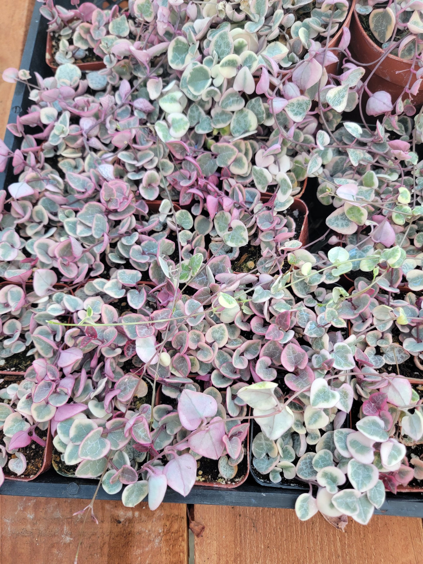 variegated String of heart