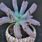 Imported Baron bold 6inch succulent