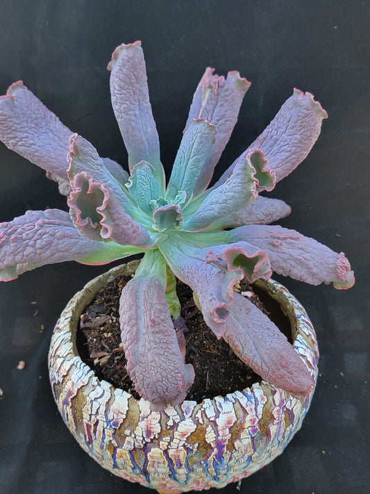 Imported Baron bold 6inch succulent