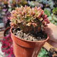 Imported Goddess crested aeonium