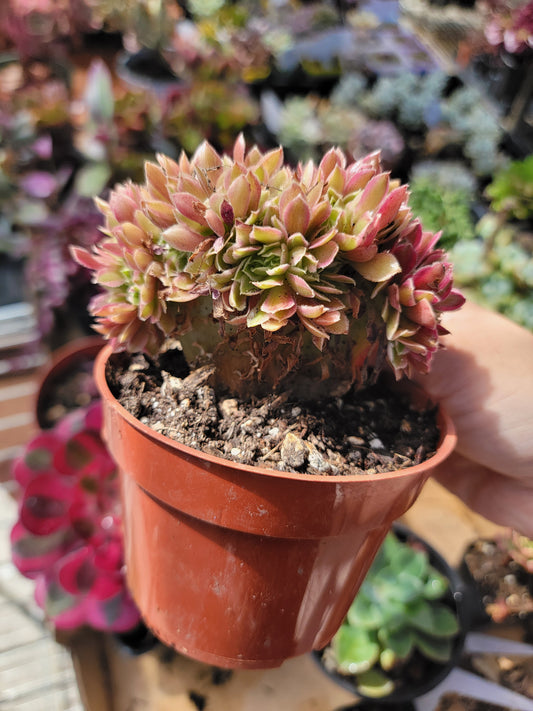 Imported Goddess crested aeonium