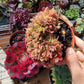 Imported Goddess crested aeonium