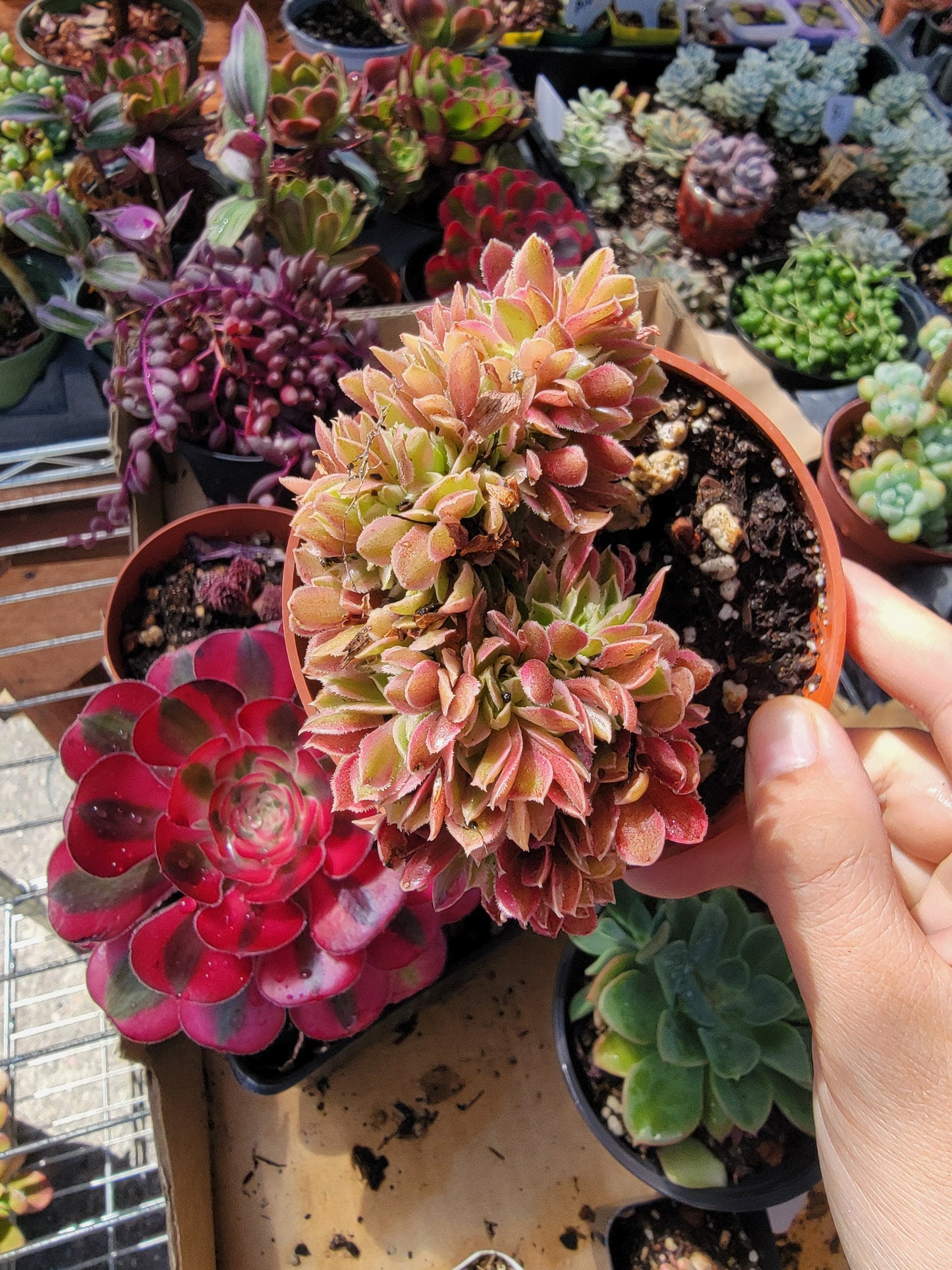 Imported Goddess crested aeonium