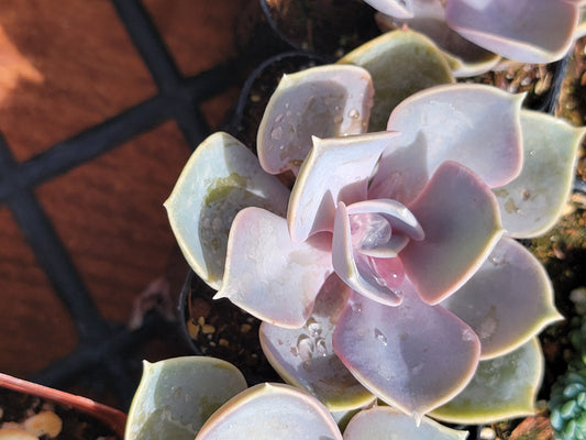 PVN succulent