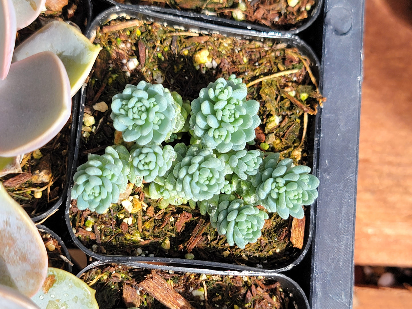 sedum major