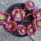 Imported Maggie single head aeonium