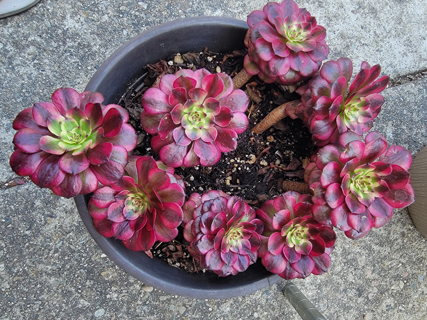 Imported Maggie single head aeonium