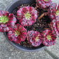 Imported Maggie single head aeonium