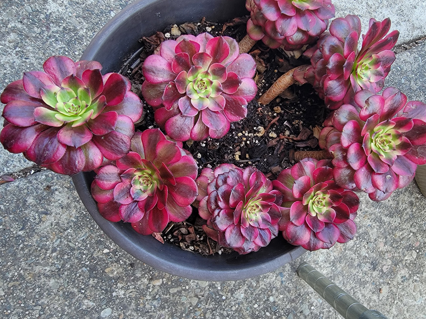 Imported Maggie single head aeonium