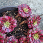 Imported Maggie single head aeonium