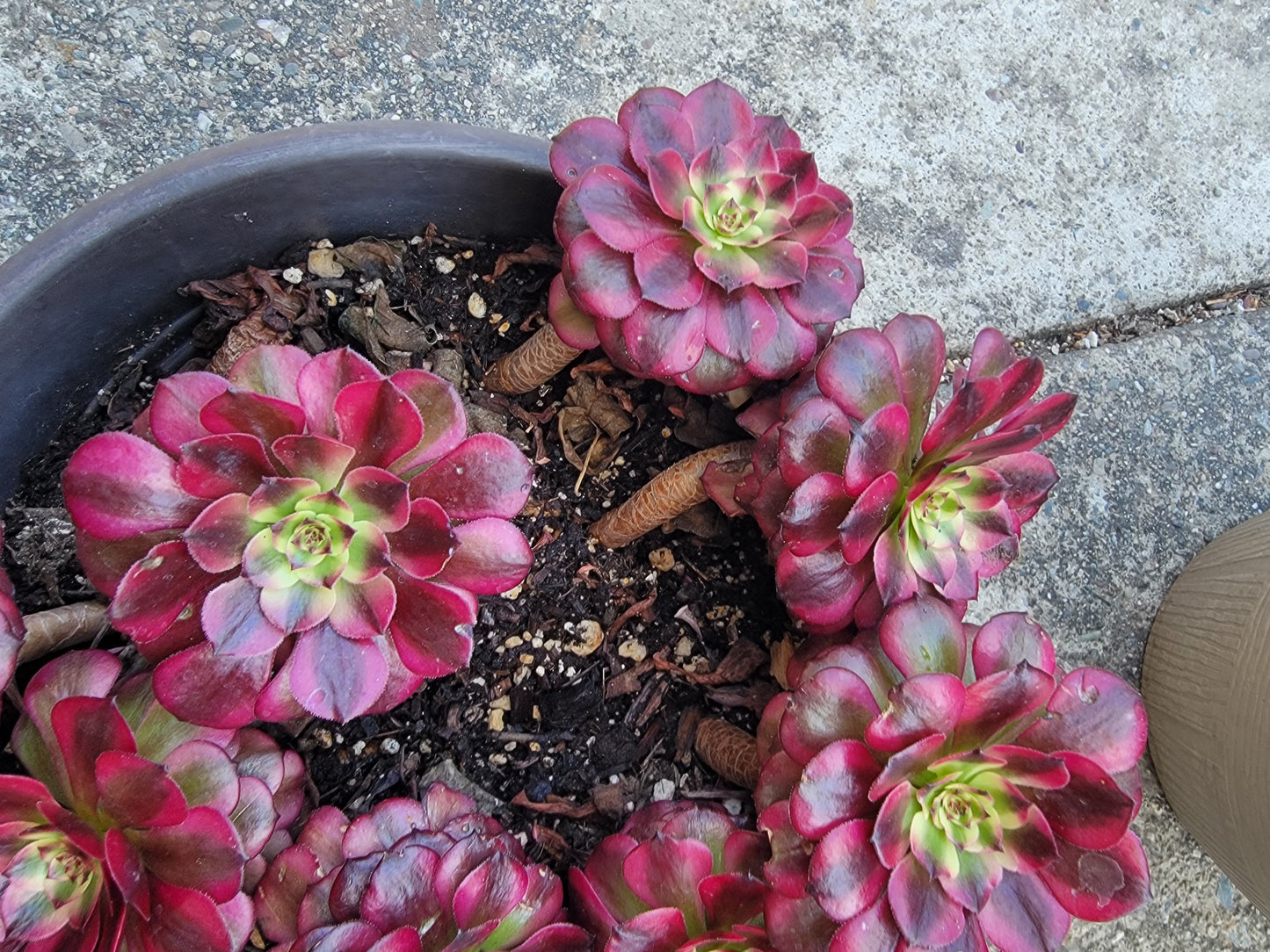 Imported Maggie single head aeonium