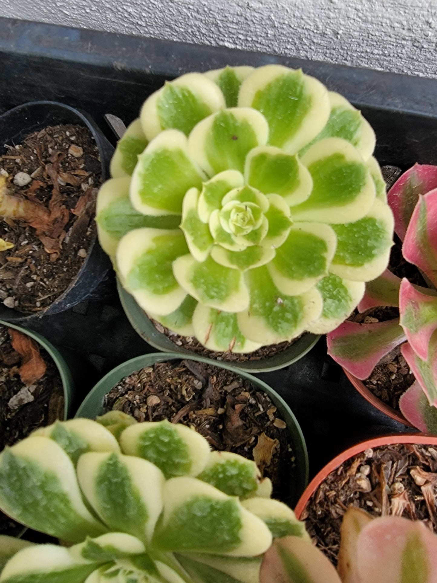 Imported Maybach aeonium succulent