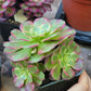 Imported anna aeonium succulent