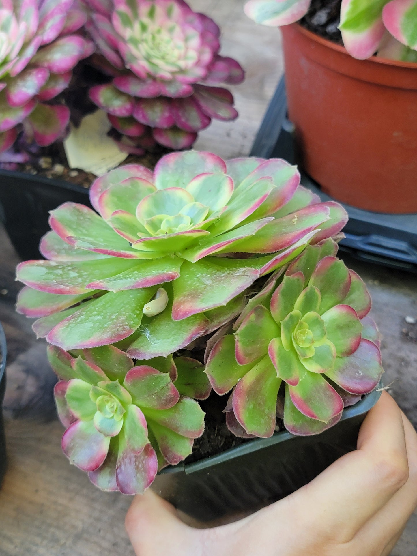 Imported anna aeonium succulent