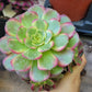 Imported anna aeonium succulent