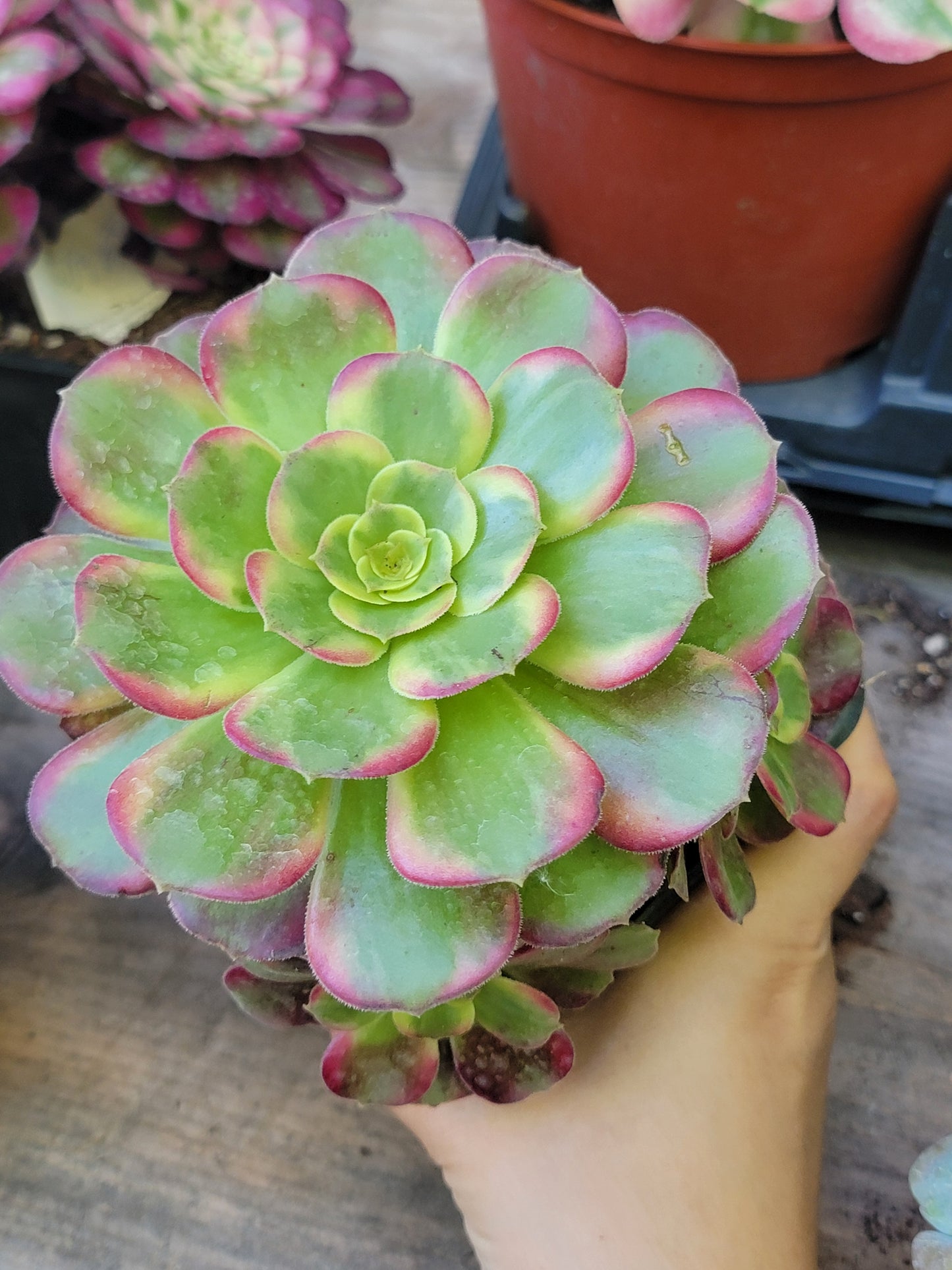 Imported anna aeonium succulent