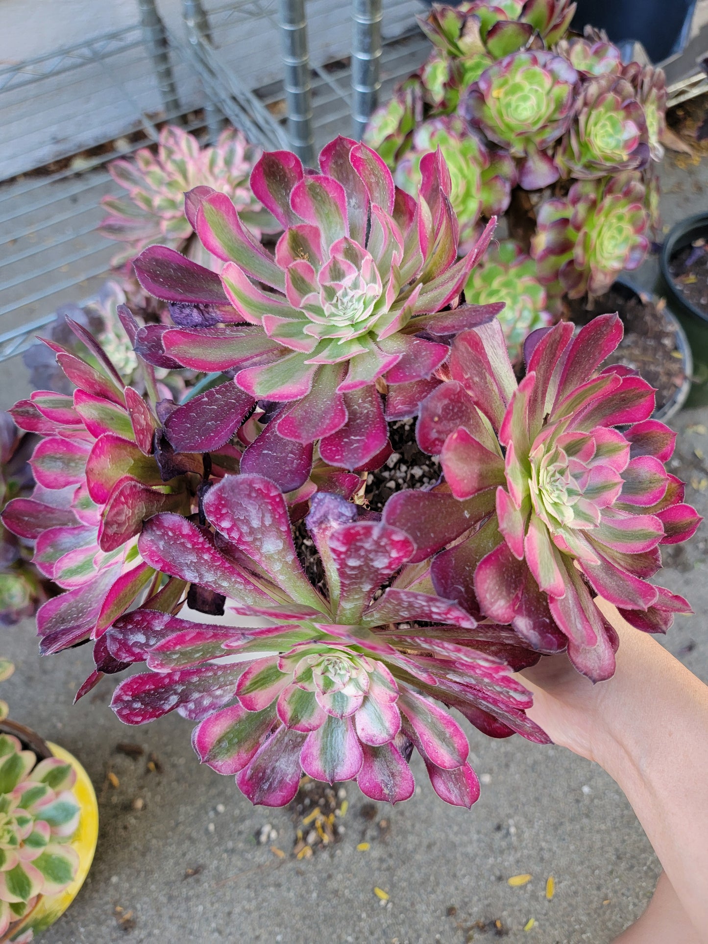 Imported garnet aeonium succulent