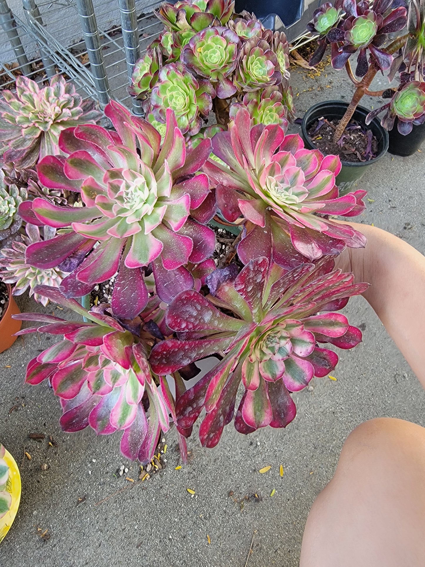 Imported garnet aeonium succulent